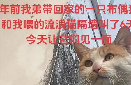 揭秘布偶猫的真实颜值：猫界丑美大讨论