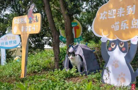 上海创立首个流浪猫管理中心，为无家可归的小生命找到温暖的港湾