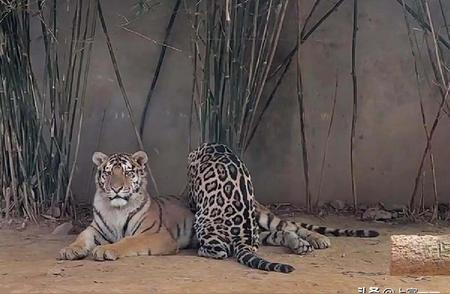 罕见动物瞬间：打工豹与老虎的亲密瞬间