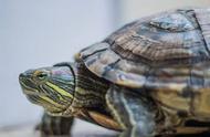 巴西龟的寿命及陪伴潜力解析