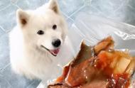 探索狗狗健康饮食：除了鸡肉，还有哪些食物狗狗越吃越健康？