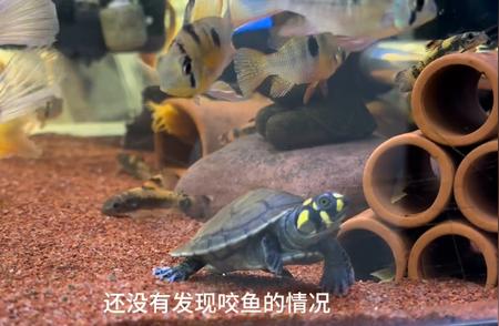 黄头侧颈龟与鱼的和谐共处指南