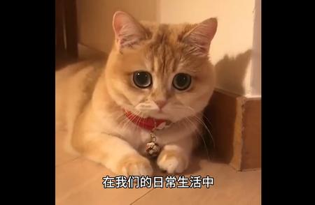 猫咪的世界：探索猫的神秘面纱