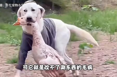 拉布拉多犬：一口气探秘“顺”的魅力！