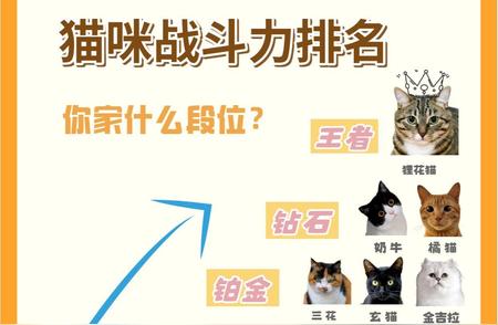 猫咪战斗力大揭秘：排行榜揭晓！