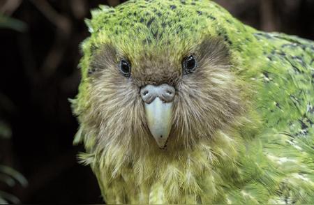 全球仅余200只！鸮鹦鹉的保护行动刻不容缓