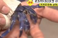 日本旅游的中国夫妇因捉蟹被捕：为何成焦点事件？