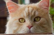 猫界五大胖猫排行榜，你家的猫咪上榜了吗？