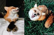 微笑狐狸Juniper：一只充满阳光的宠物故事