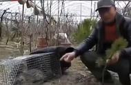 江苏豹猫袭击家禽事件！如何有效保护野生动物与家禽和平共处？