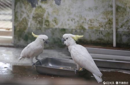 济南动物园热带鸟馆鹦鹉风采大揭秘