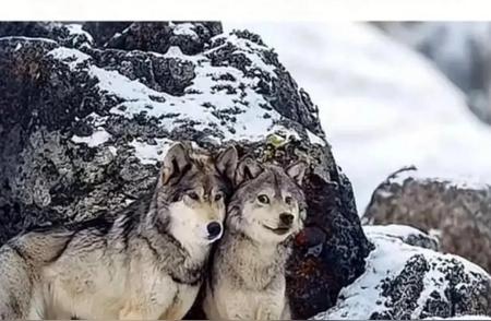 狼与哈士奇：异类的友情还是同类的陪伴？
