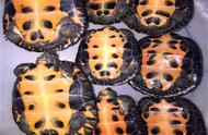 黑颈乌龟：探索神秘品种的图集