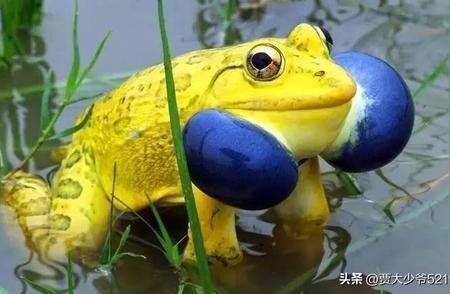 牛蛙繁殖季的奇异变身：土豪金皮肤亮相！