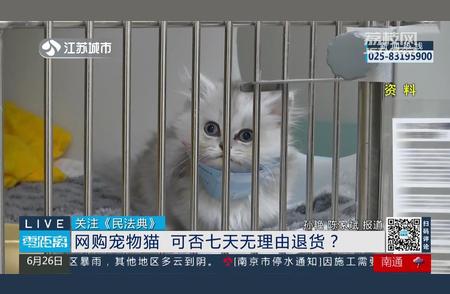 网购宠物猫能否享受7天无理由退货？权威解答在这里！