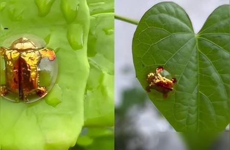 广东村民惊现金色甲虫，价值高达20万？专家意见大不同！