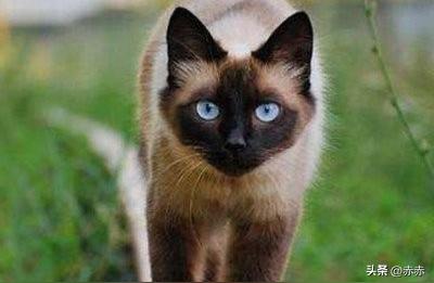 揭秘暹罗猫：贵猫的由来与特点