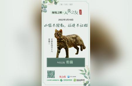 豹猫：凶猛与敏捷并存的自然魅力