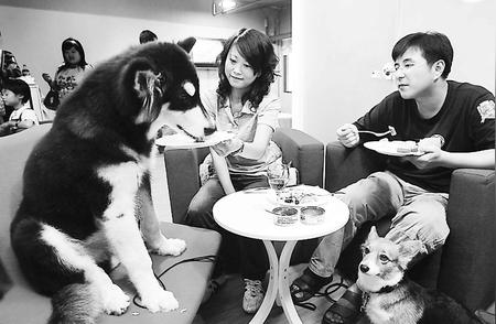 探秘上海餐厅：公共空间与宠物如何和谐共存？