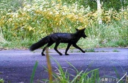 揭秘罕见黑狐：现世之谜背后的真相
