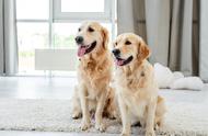 家狗与流浪狗：两种截然不同的生活对比