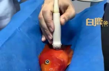 广州鹦鹉鱼健康之旅：豪华就医体验引众鱼瞩目