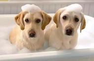 宠物洗澡六大注意事项，保护爱宠皮肤健康