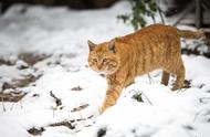 家猫与流浪猫取暖方式的对比：寒风中流浪猫的生存现状