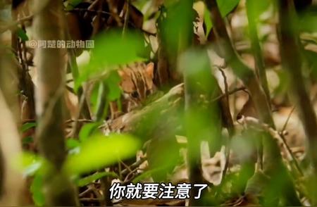 丛林猛兽揭秘：锈斑豹猫的猎食之道