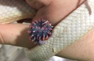 少年养蛇意外发现：宠物蛇雄蛇器官与冠状病毒惊人相似！