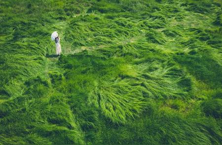 南京石臼湖再现‘龙猫草原’，美景如画令人陶醉