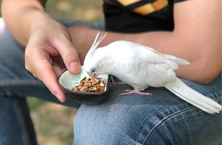 鹦鹉的饮食习惯与营养需求解析