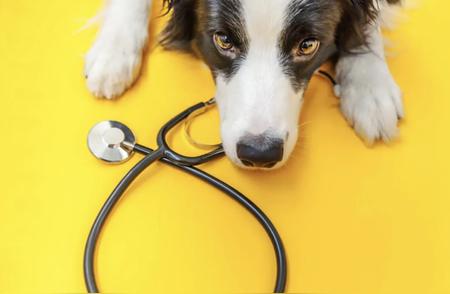揭秘新瑞鹏的规模陷阱：宠物医疗行业的挑战与机遇