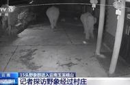 罕见画面：两头野象闯入院子，监控记录全过程