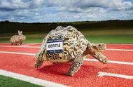 揭秘速度之王乌龟的惊人短跑能力