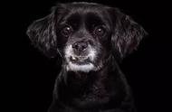 气势强悍的黑色宠物狗：名字背后的故事