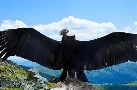 揭秘史前巨兽：阿根廷巨鹰的传奇故事