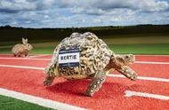 飞一般的乌龟：揭秘世界上最快的爬行龟