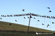 粉红椋鸟：新疆草原的灭蝗英雄