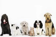 宠物健康必备：家庭养狗药品清单