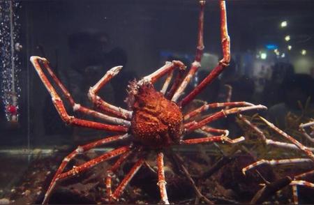 揭秘日本蜘蛛蟹：腿长惊人，寿命超长！