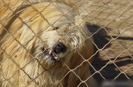 揭秘被人遗忘的中国猛犬：藏狮的传奇故事