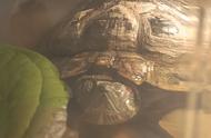 草龟与巴西龟：养哪个更有趣？