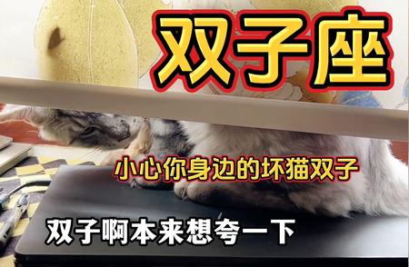 十二星座与缅因猫：双子座特别篇