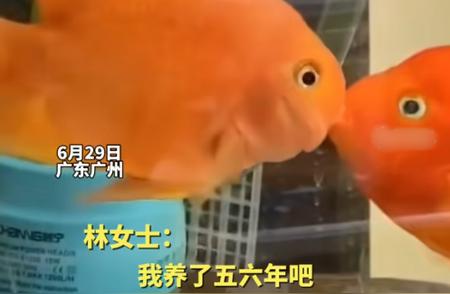 广州鹦鹉鱼的意外就医之旅：25元买来，470元的治疗费用背后的故事