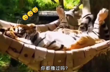 中国罕见大猫咪探秘：你与它们的亲密接触