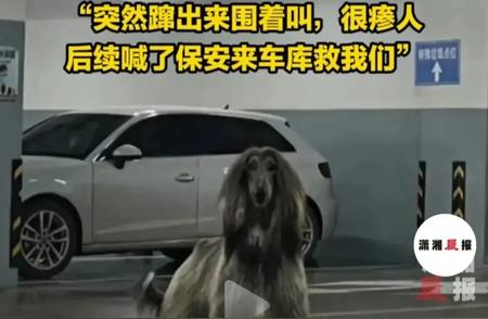 杭州女子地下车库惊遇巨犬围堵事件