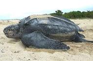 揭秘：1955年湛江的那只巨型海龟传奇