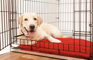 如何训练狗狗在过年期间待在笼子里？