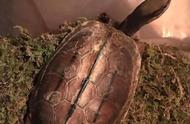 乌龟冬眠全攻略：如何正确养护冬眠中的乌龟